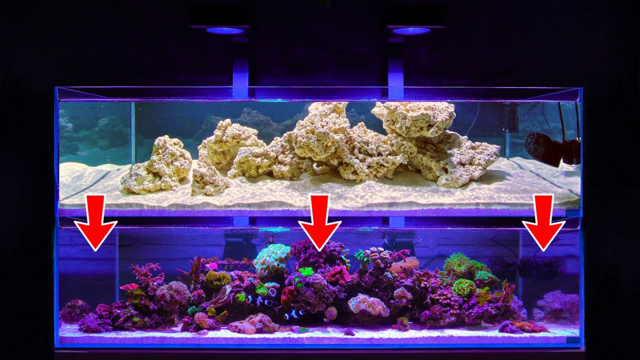 A Year Ago I Set Up a Shallow Reef Tank and This happened