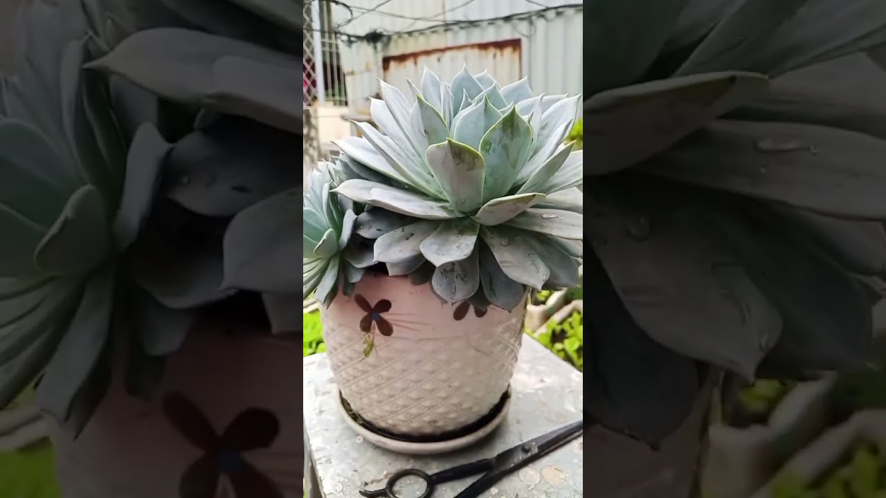 Sen đá Ngọc Trinh, sen đá Bánh Bao,  Sen đá Ngọc lá dài, Sen đá bánh trung thu, rất dễ nuôi