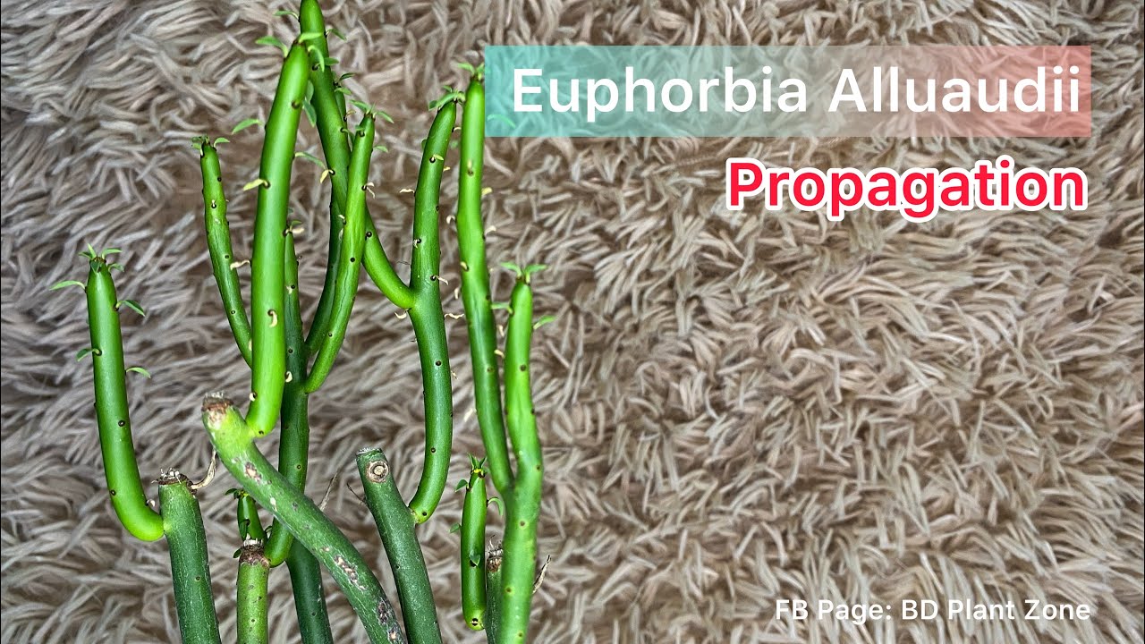 Euphorbia Alluaudii Propagation & media । ইউফোরবিয়া।