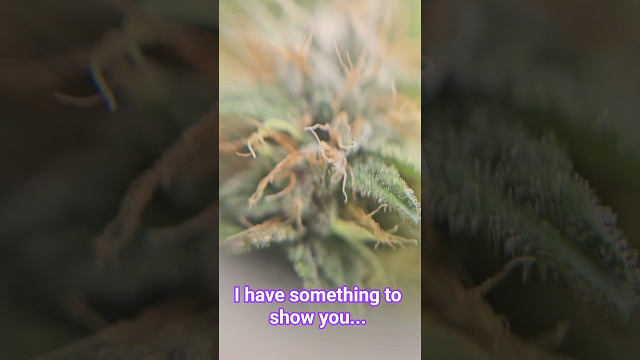 psst... I have something to show you 