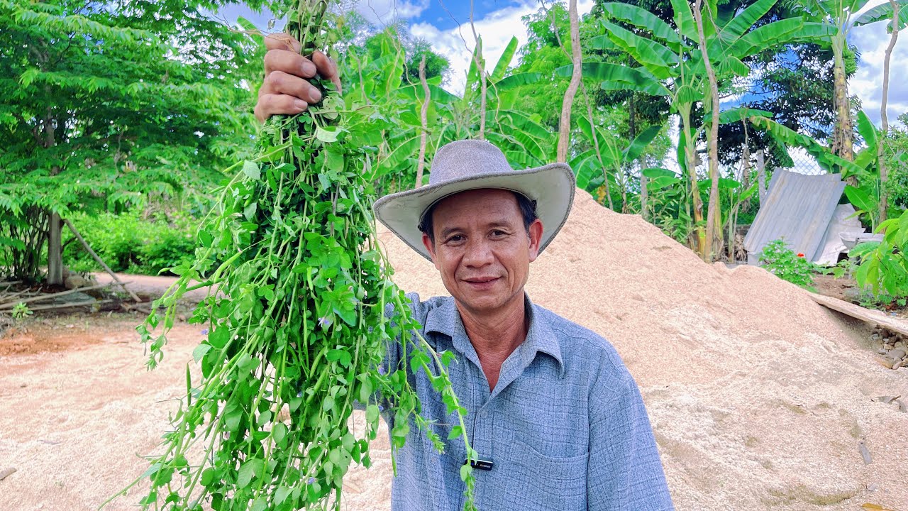 Cây mần ri là một loại thuốc quý ít người biết