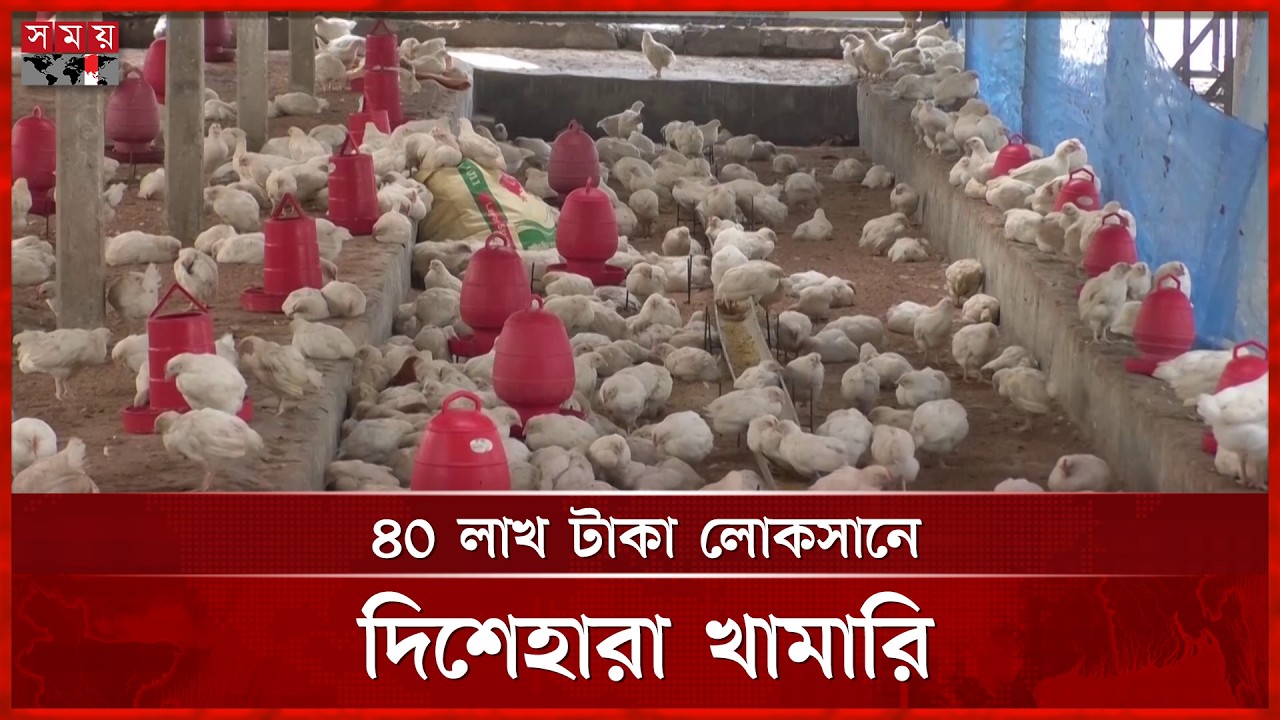 ভুল চিকিৎসায় মা রা গেল ১৮ হাজার মুরগি | Poultry farming | Tangail News | Somoy TV