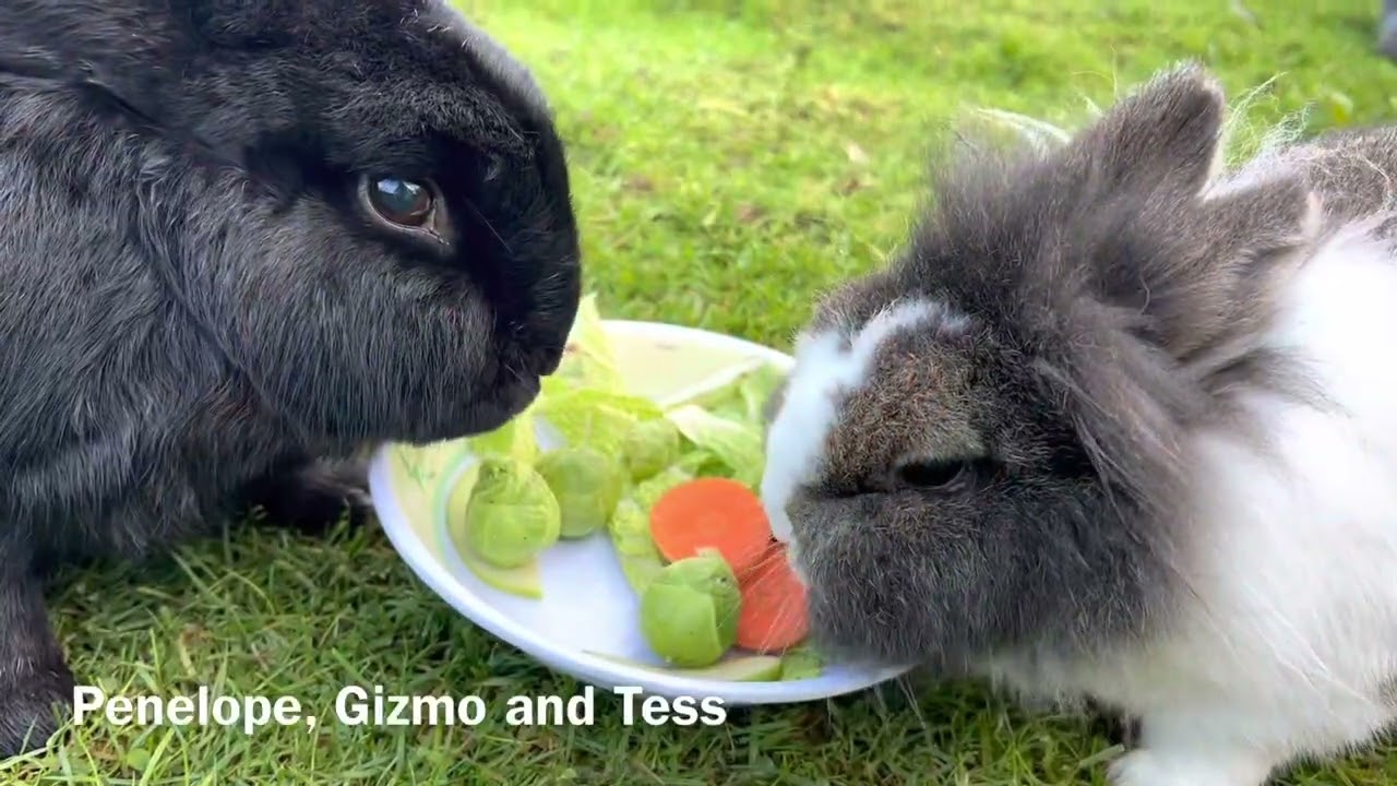 Christmas Lunch For Our Rescued Animals | Dean Farm Trust