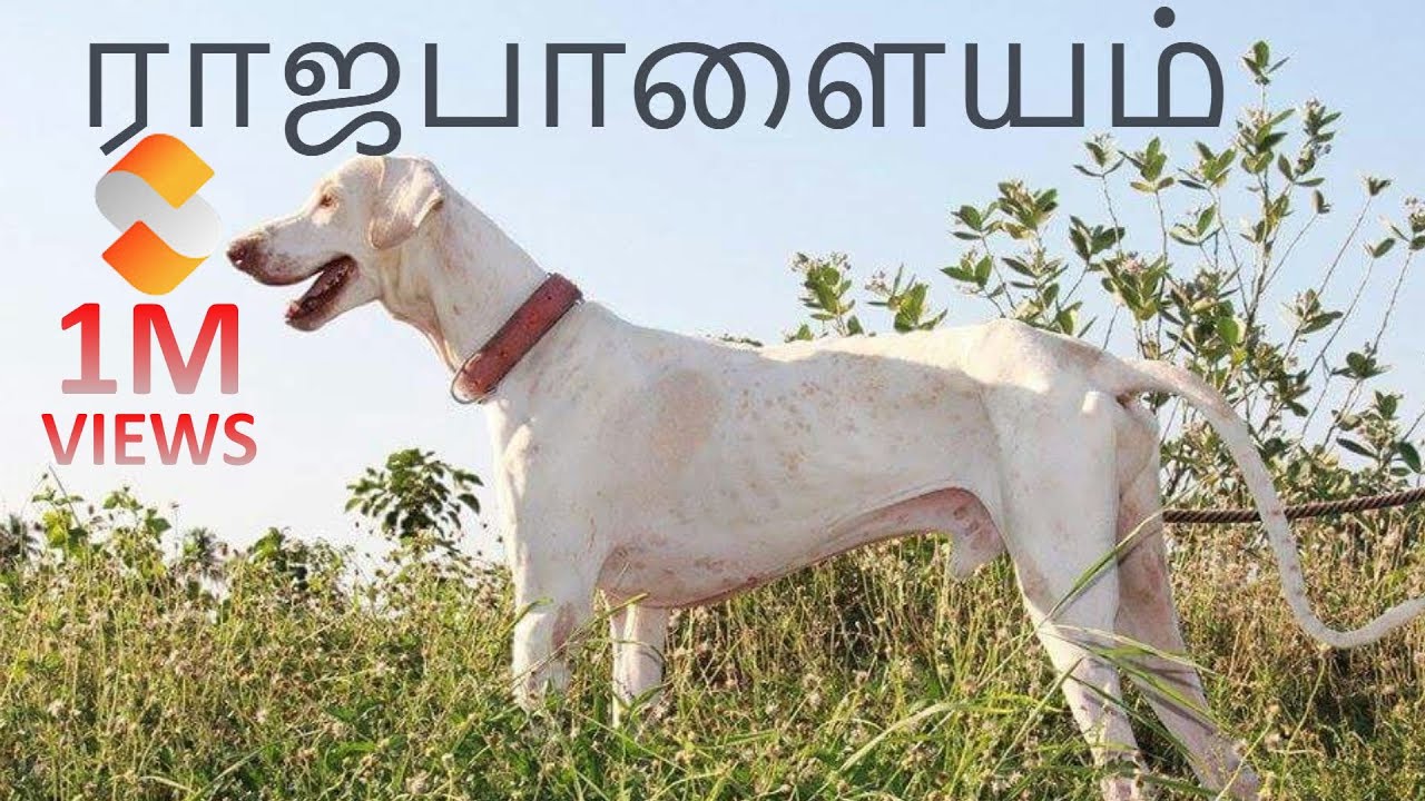 Rajapalayam Dog | ராஜபாளையம்  நாய்கள்  | Storyboard | தமிழ்