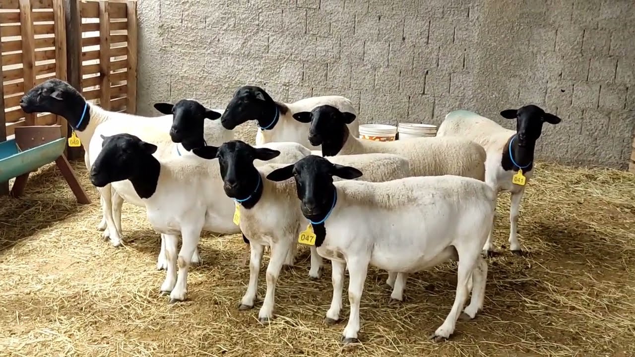 Mais uma conquista chegando no Rebanho Mv, só Gratidão Senhor Jesus.🙏🏻🐑💥✅