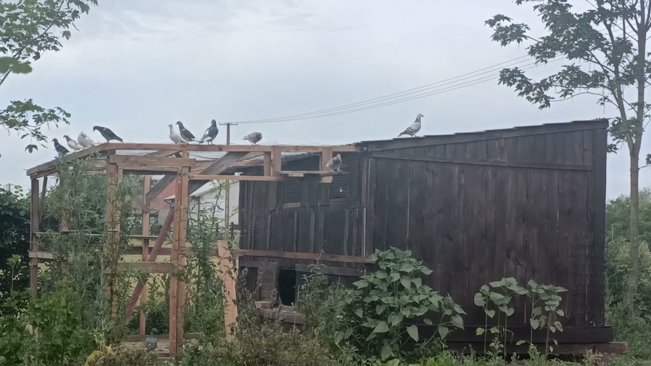 Gołębie nareszcie wyleciały z woliery.