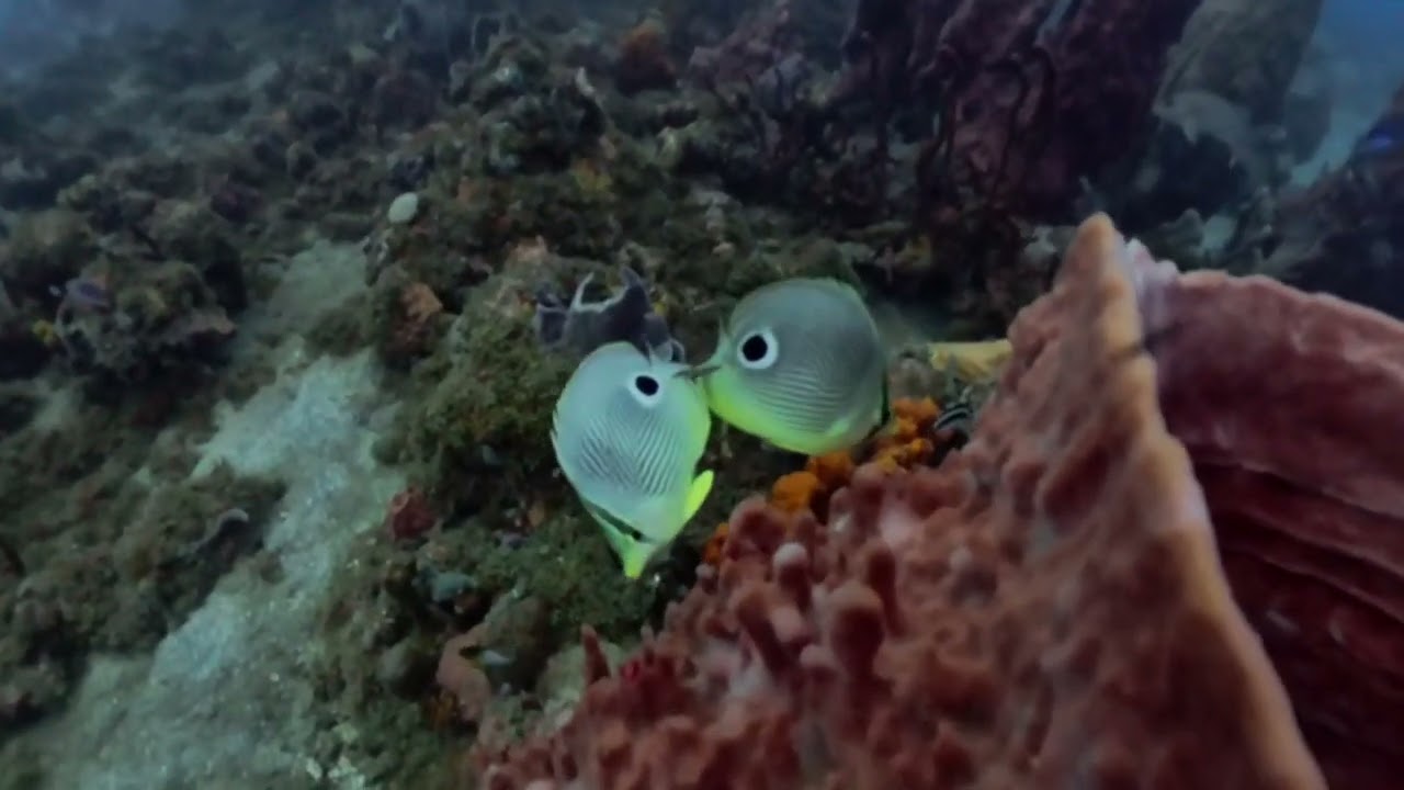 Plongée avec ABC Dive
