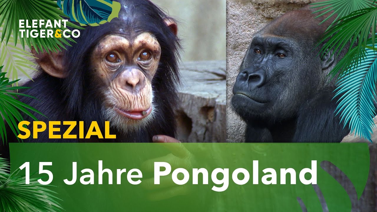 ETC-Spezial: Das Pongoland | Elefant, Tiger & Co. | MDR