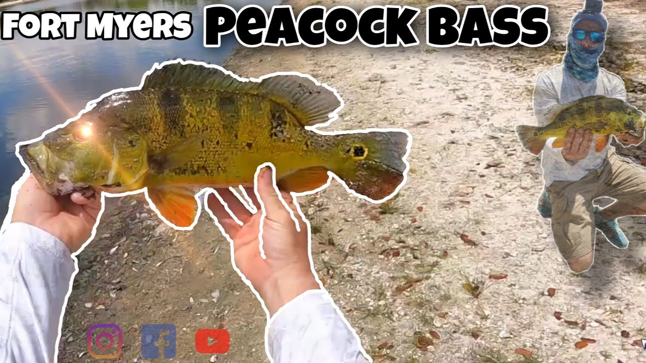 Fort Myers peacock bass population is getting bigger & better. pesca de tucunaré, pavón, sargento.