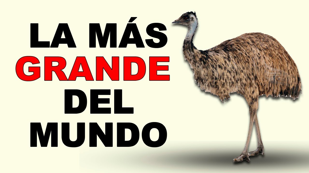 Emú: La SEGUNDA AVE más GRANDE del MUNDO 🌏 - Animales Salvajes