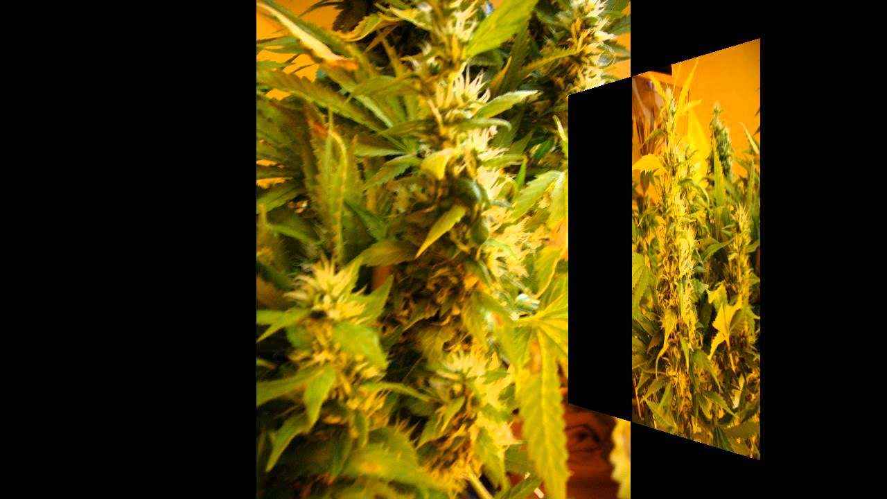 250 watt Indoor Grow slideshow