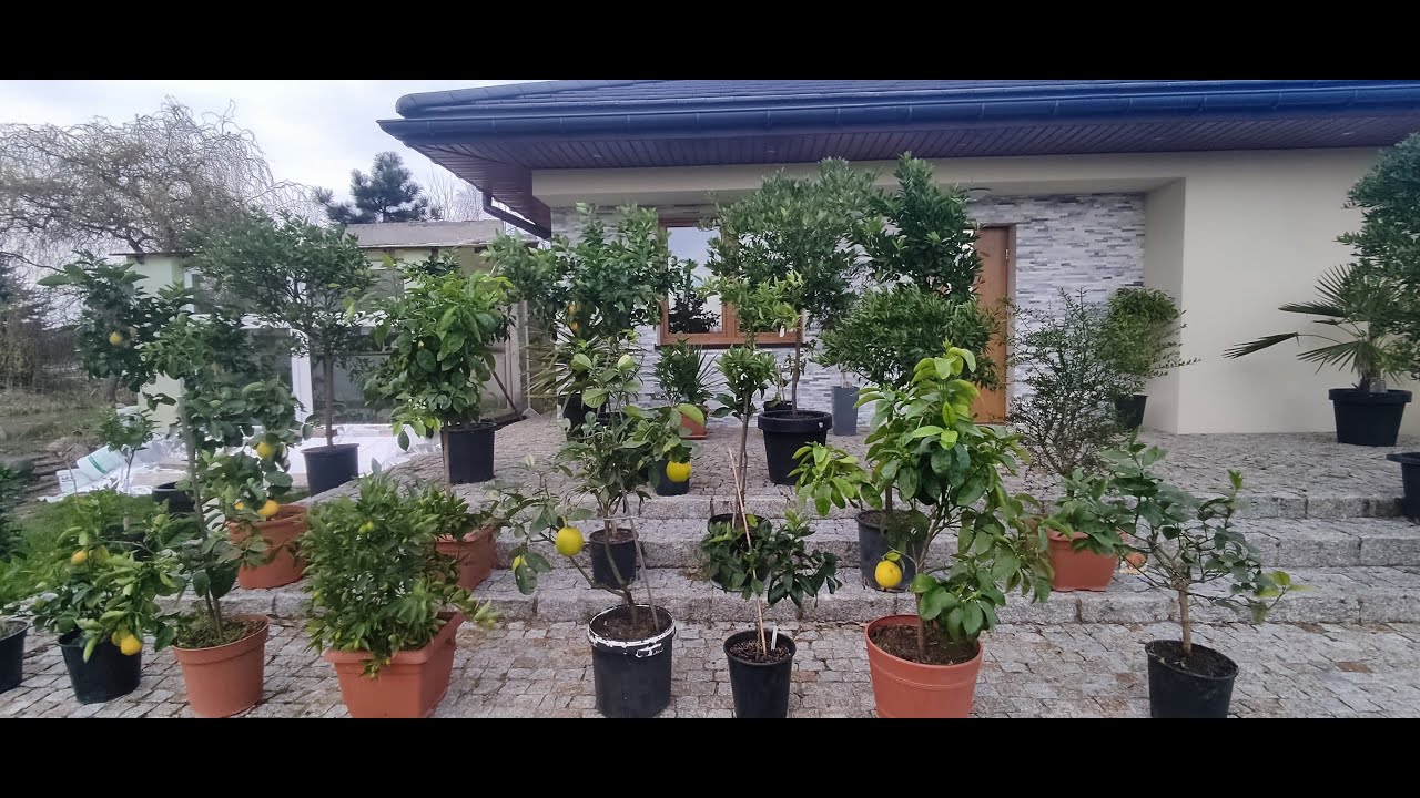 Nowy sezon, nowe wyzwania - cytrusy po raz pierwszy wystawione wiosną!!!