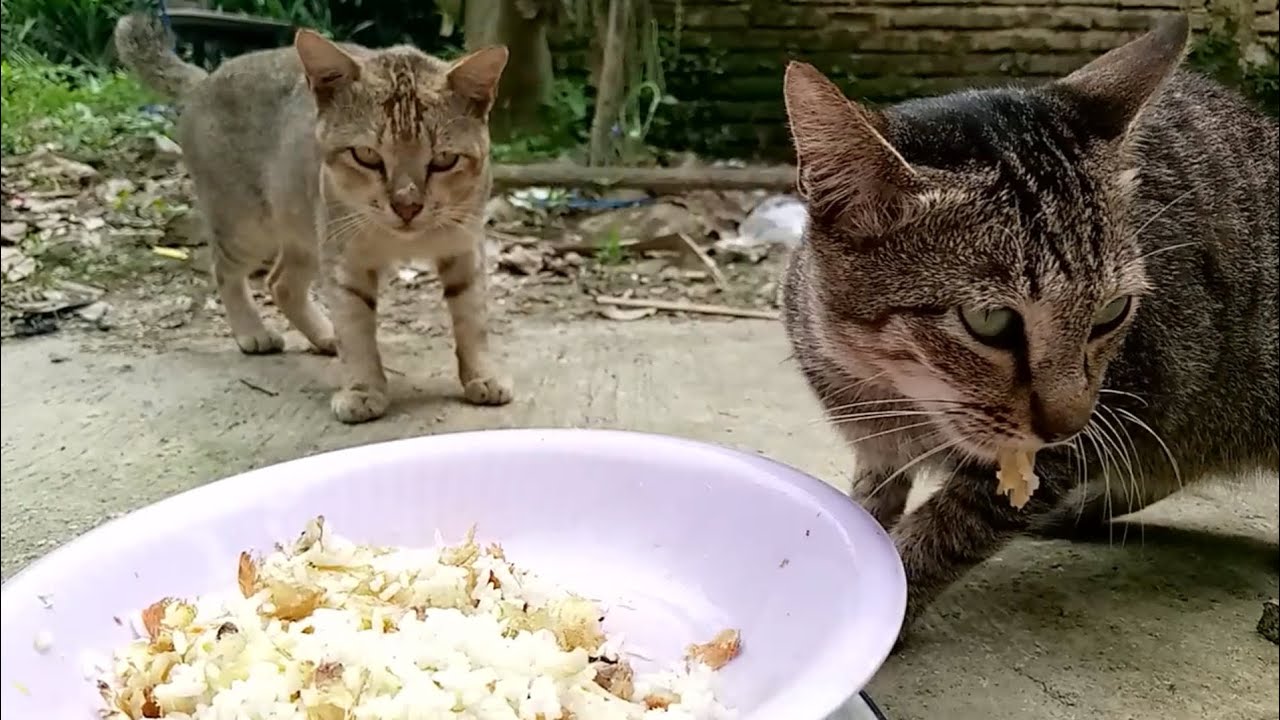 Cats eating food ASMR part 10