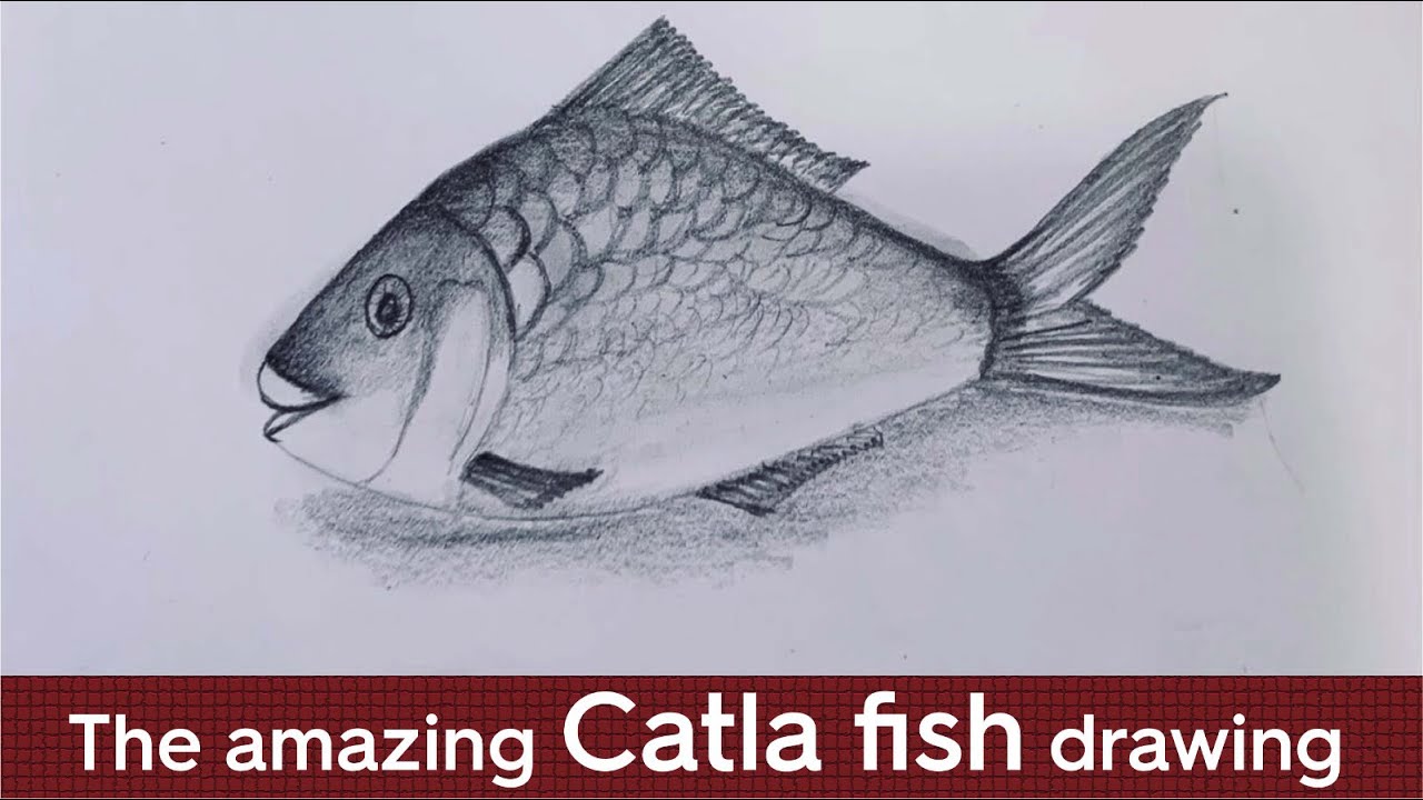 Catla fish step by step for beginners | drawing fish | catla fish drawing