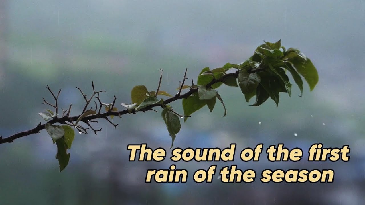 First Rain of the Season 🌧️ White Noise for Deep Sleep, Study Focus & Meditation