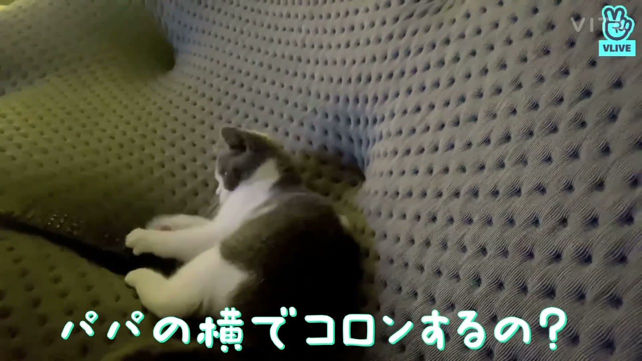 テミン vlive 日本語字幕　クンちゃんとクンちゃんパパ②