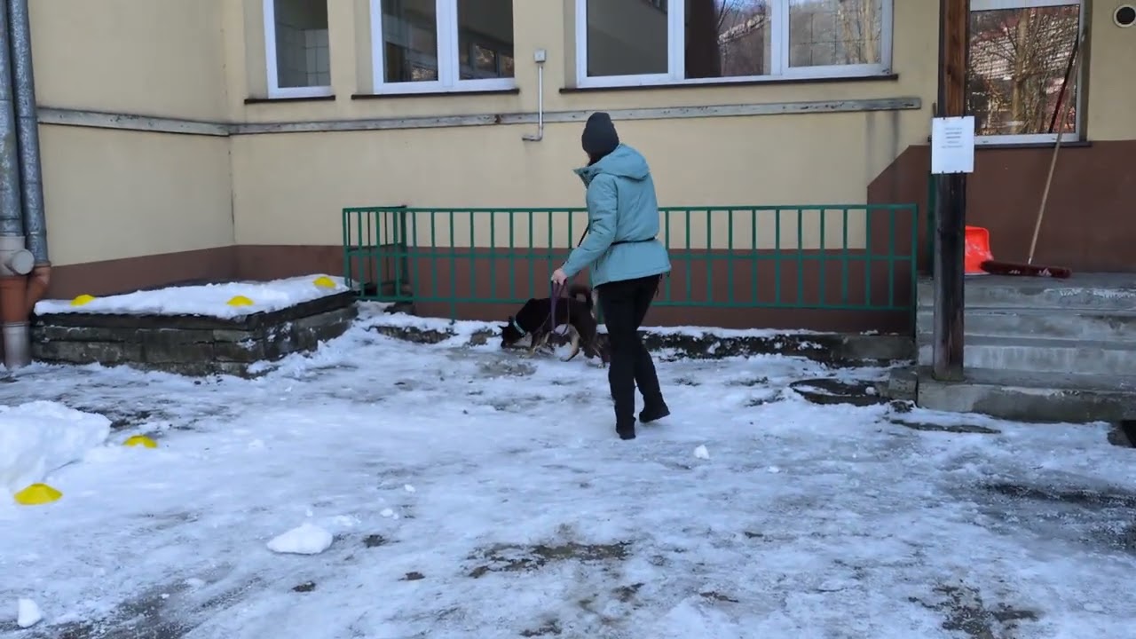 2026.01.17 Zawody Nosework Polska w Zakopanem z Psinoskiem klasa 1 obszar  zew. Kinga i Chaska