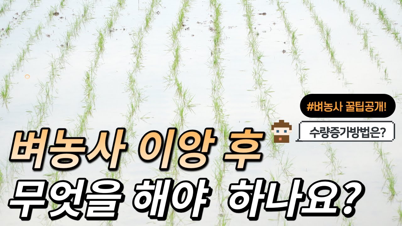 [바플티비]벼농사 이앙시기에 무엇을 해야할까요?(현장강의)