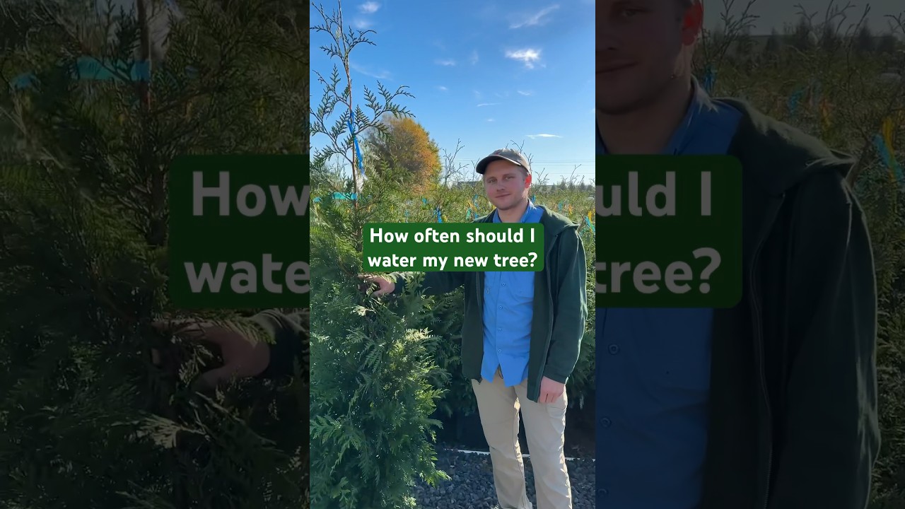 Here&rsquo;s how often you should water your privacy trees. 🌲💦 #landscaping #fastgrowingtrees #evergreen