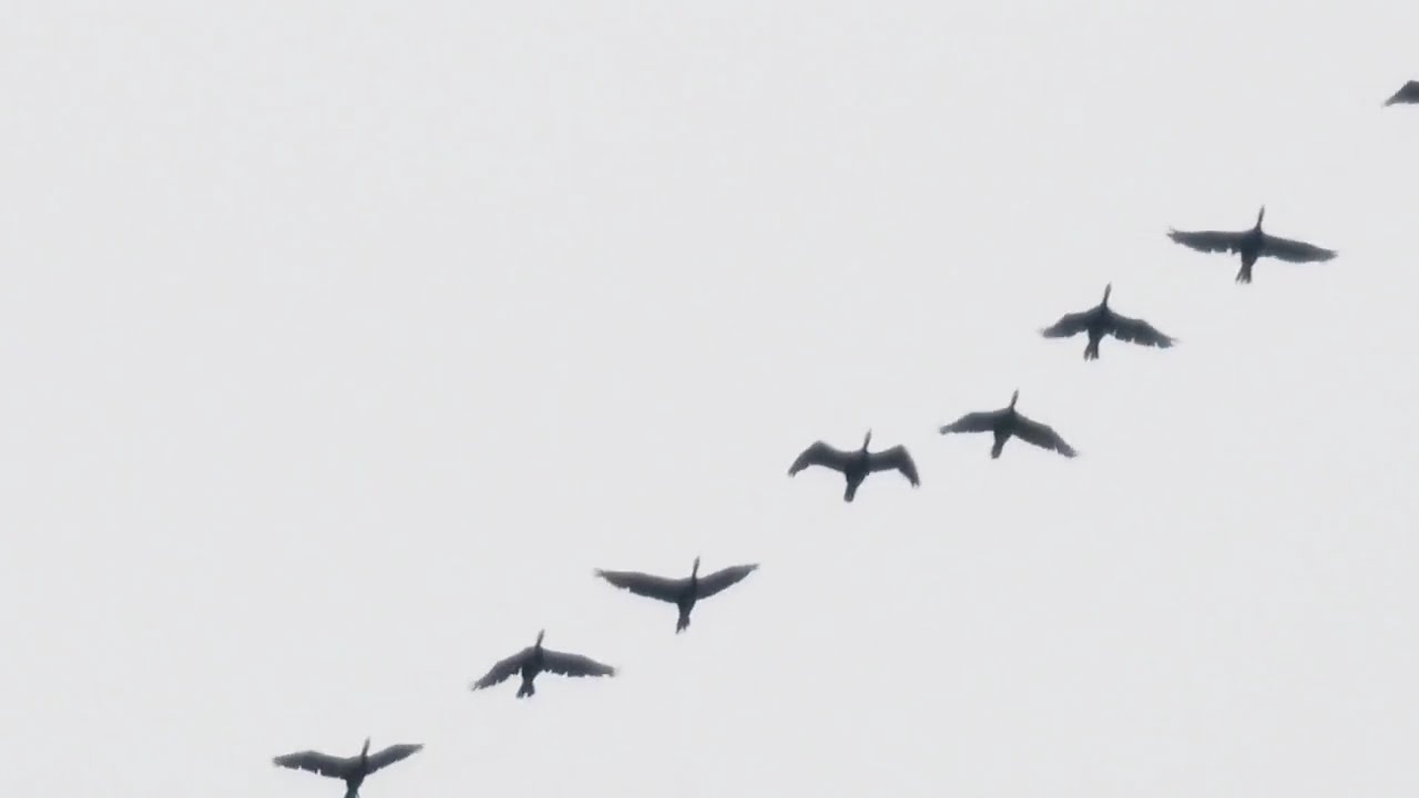 悠然的鸕鷀 The Leisurely Cormorant (Classical Piano to Relax)