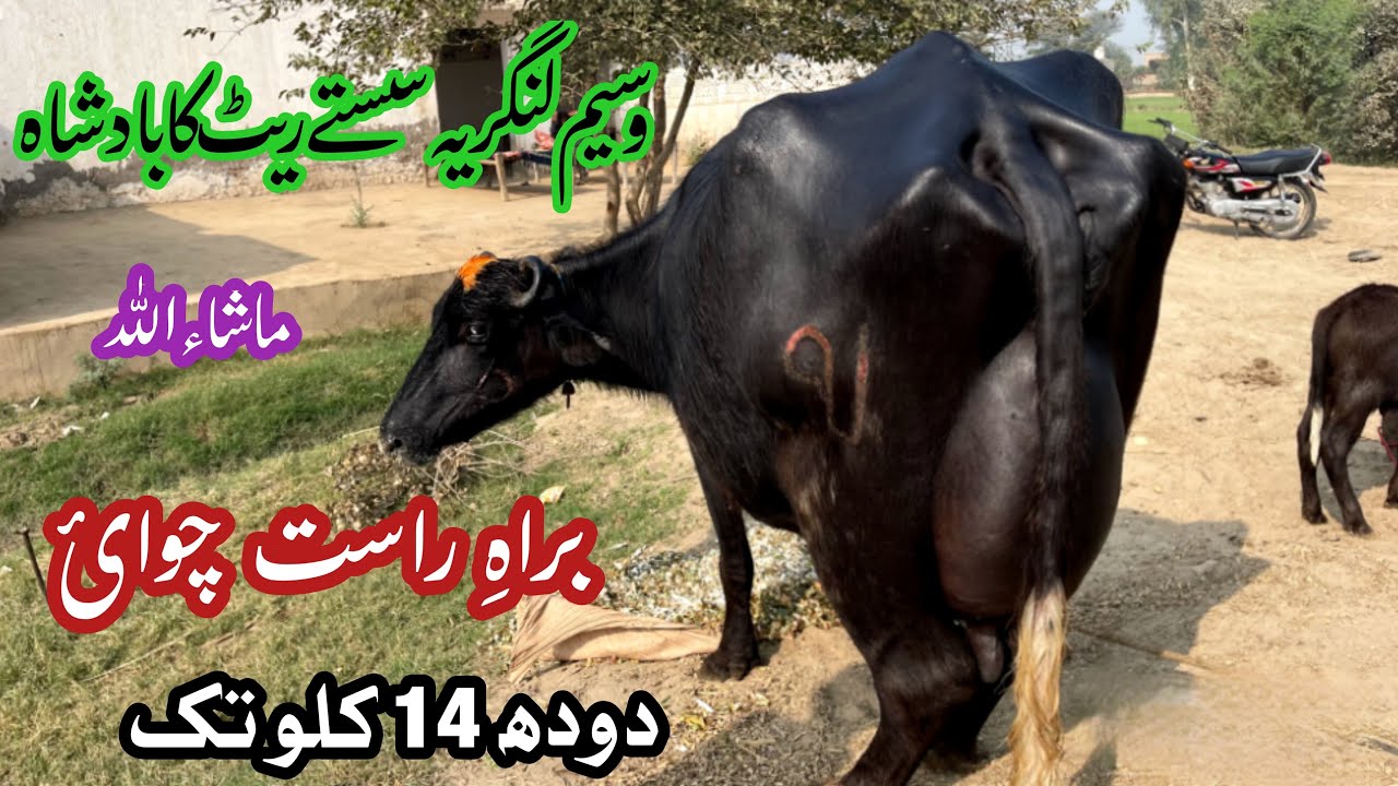 براہ راست چوائ پیور نیلی کی بھینس دودھ 14 کلو براۓ فروخت | Live Milking Nilli Buffalo for sale