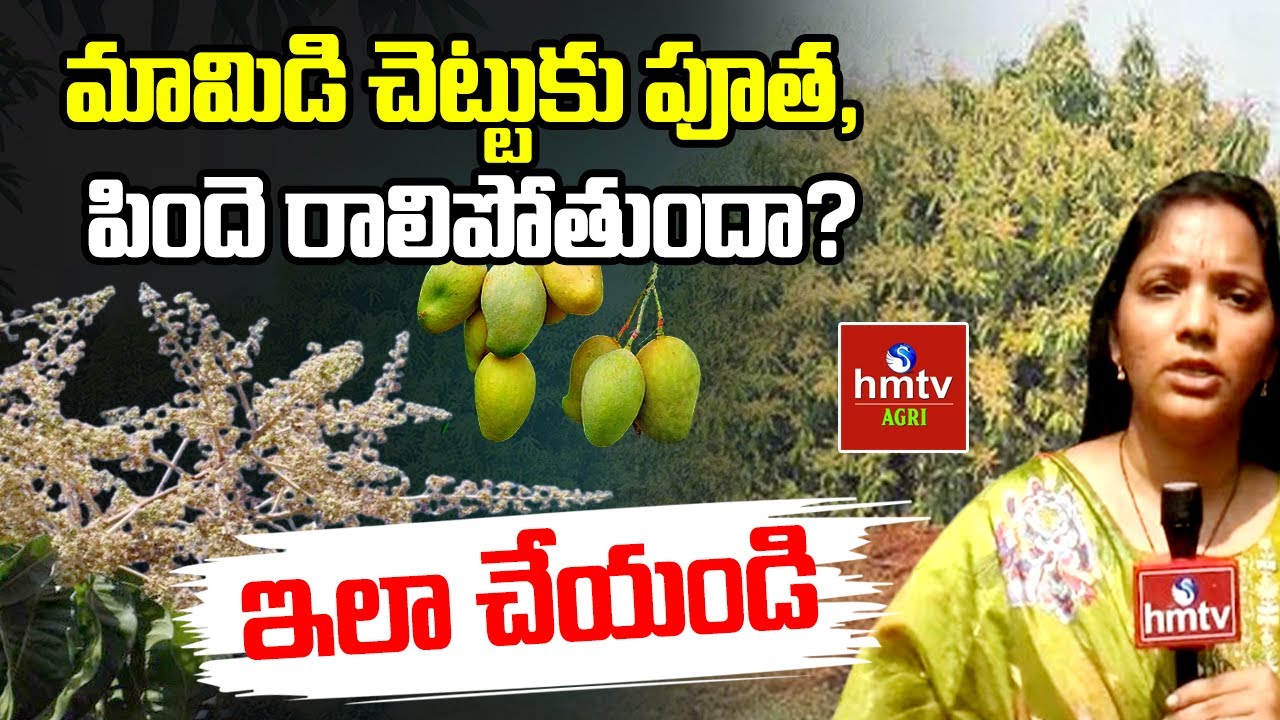 మామిడి చెట్టుకు పూత, పిందె రాలిపోతుందా? ఇలా చేయండి | Nelathalli | hmtv Agri