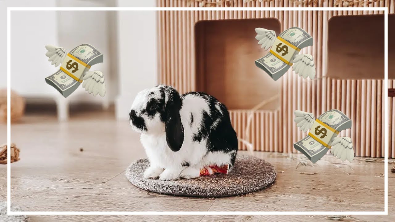 How We Spent Over $15,000 on Our Bunnies in 2022