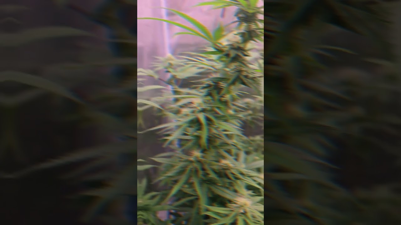 Hydro System Grow BW 3