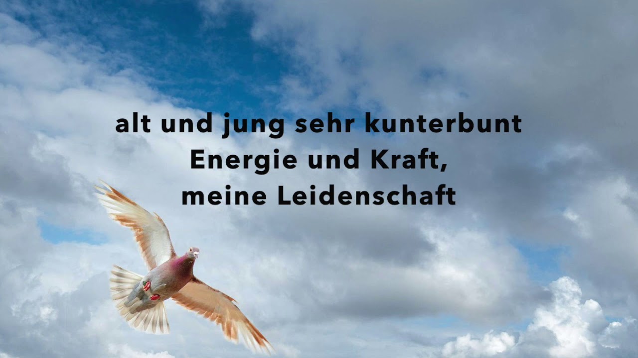 Koos Janssen - Erst mal zu meinen Tauben