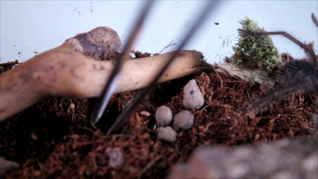 Przekładanie T.blondi - PTASZNIK GOLIAT L2!!