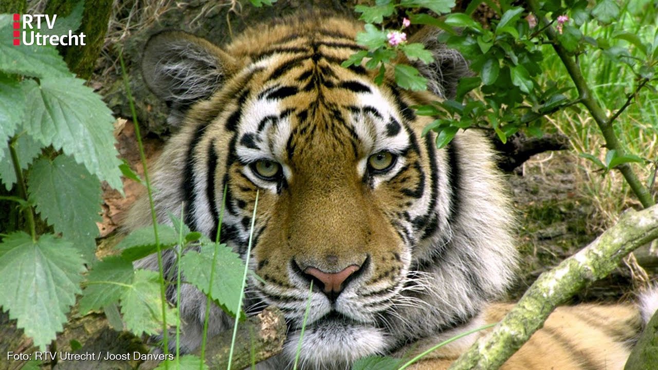 DierenPark Amersfoort rouwt om gestorven tijger: 'Ik heb wel een traantje weggepinkt' [RTV Utrecht]