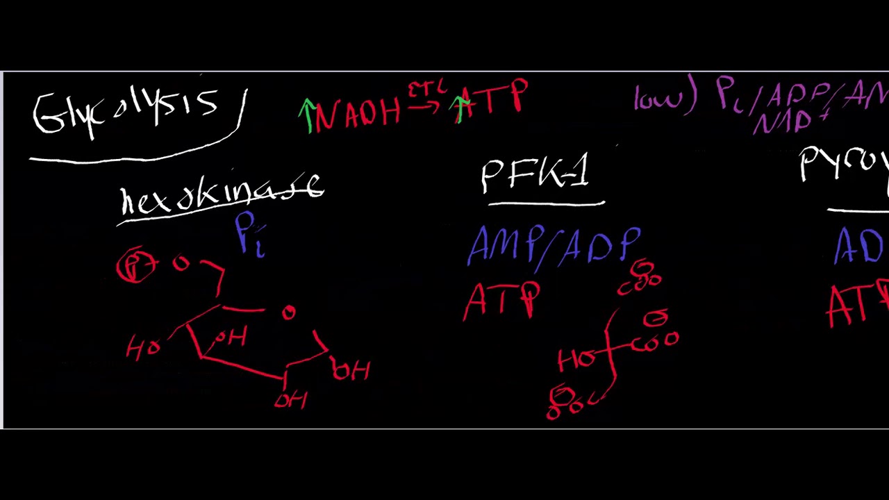 Biochemistry | Allosteric Regulation of Glycolysis