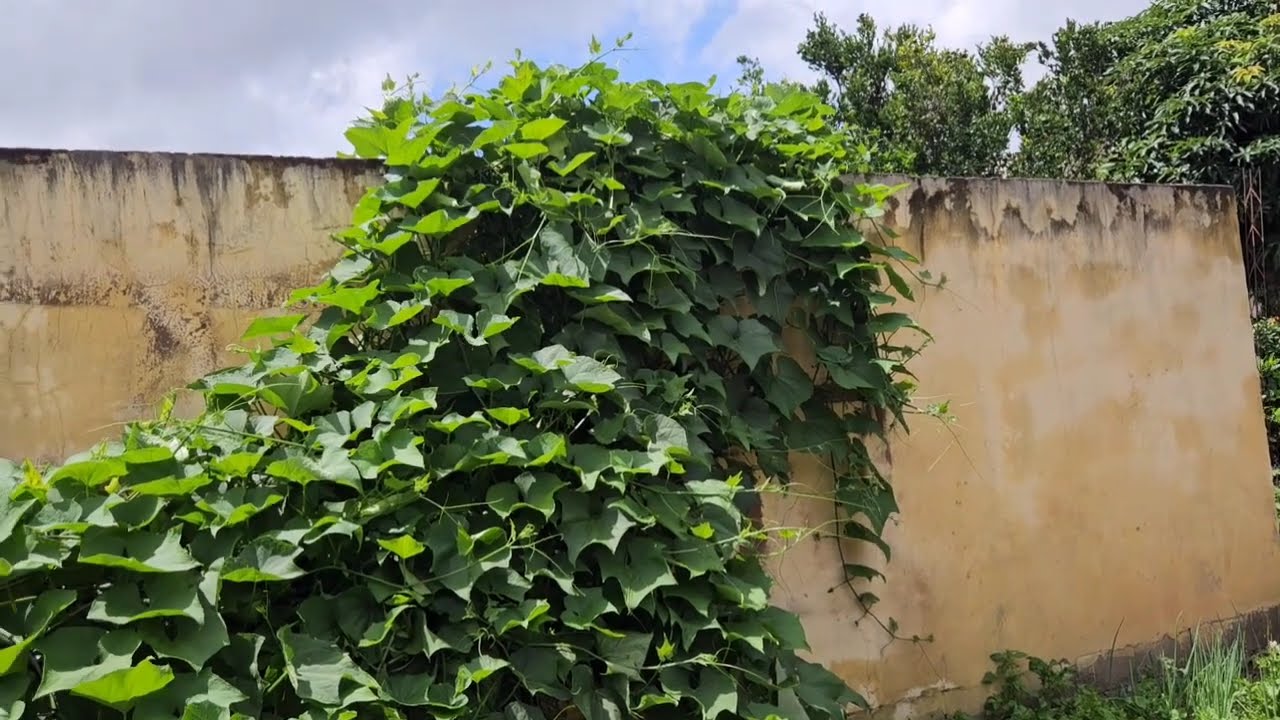 TOUR PELO MEU QUINTAL, MORANDO INTERIOR DA BAHIA/ MÃE DE TRÊS/ ALMOÇO E DICAS 