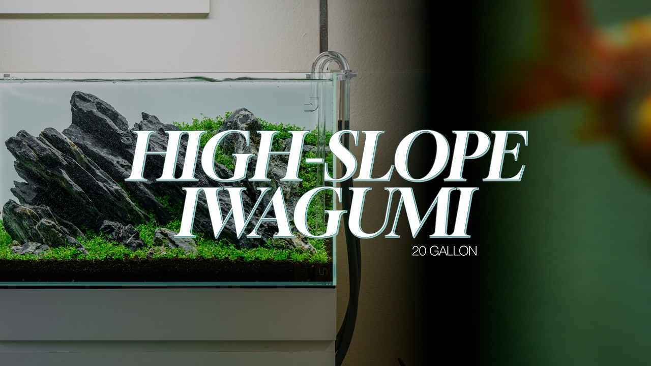 Iwagumi Aquascaping Planted Tank Tips Tricks & Techniques