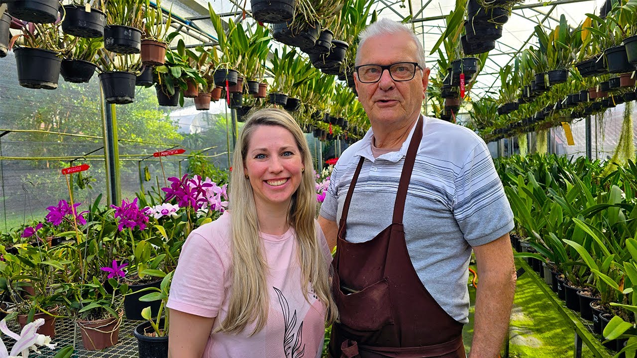 VISITEI UM ORQUID&Aacute;RIO ESPETACULAR DE CATTLEYAS INTERM&Eacute;DIAS