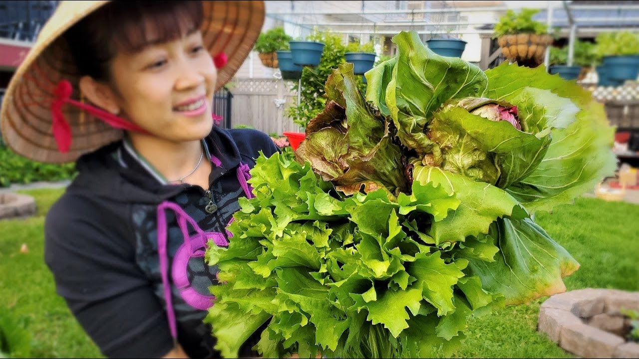 Thu hoạch xà lách búp tím bự chảng, xữ lý đất trồng lại cải trắng trên chậu 🇨🇦576》 Vườn Rau Việt