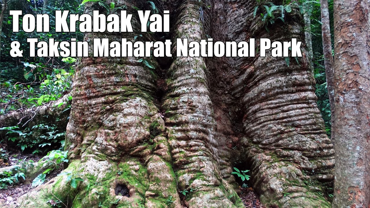 Ton Krabak Yai & Taksin Maharat National Park (อุทยานแห่งชาติตากสินมหาราช)