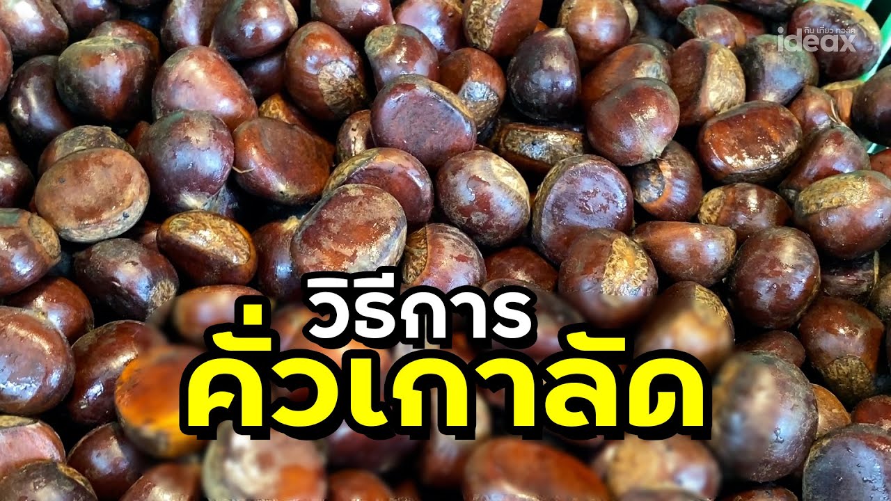 เกาลัดญี่ปุ่นกับจีนอะไรอร่อยกว่า ไปดูวิธีคั่วเกาลัดกัน | iDEAX
