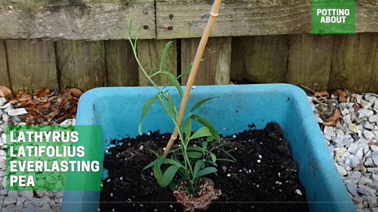 Planting Lathyrus Latifolius Everlasting pea in a container