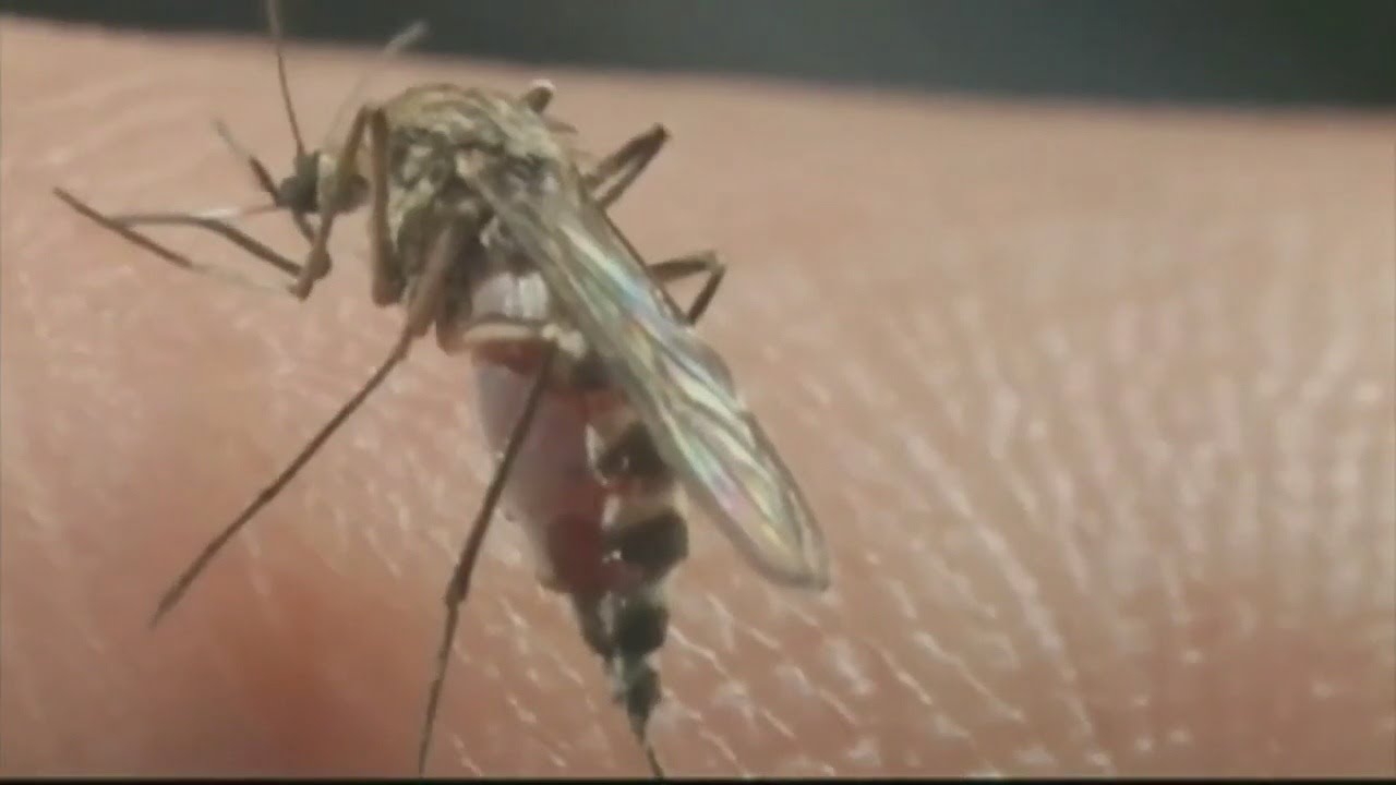 Tips for avoiding mosquito bites this summer