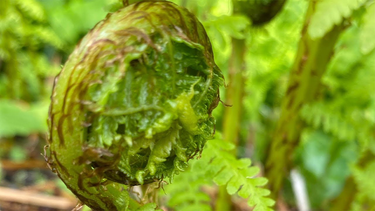 Where to Find and How to Cook Fiddlehead Ferns