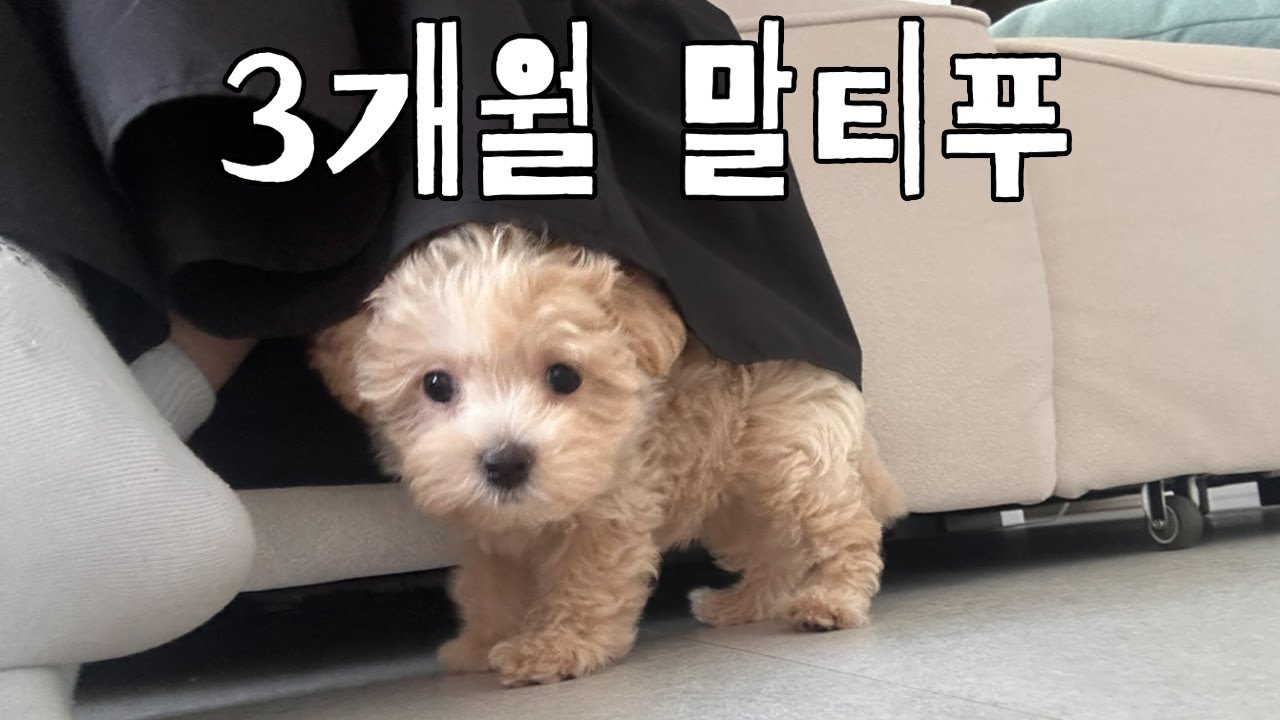 3개월 말티푸 입양 브이로그｜첫 4일간의 적응기🐾 (ft. 땅콩이)