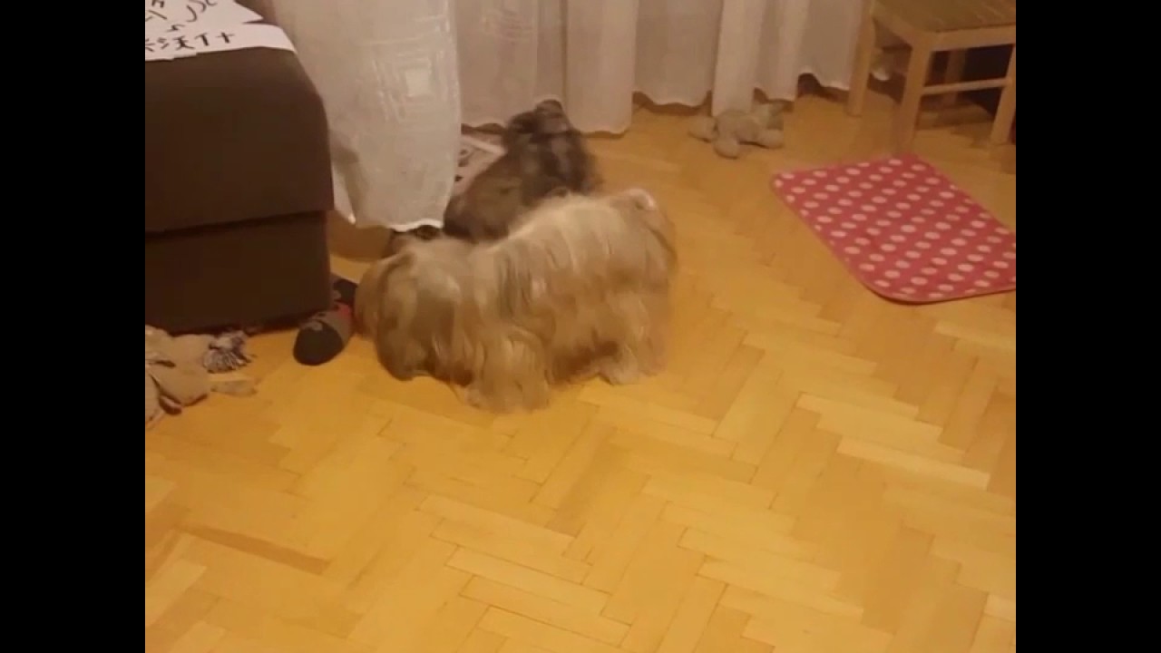 Maluszki Lhasa apso The Tibetan Pride