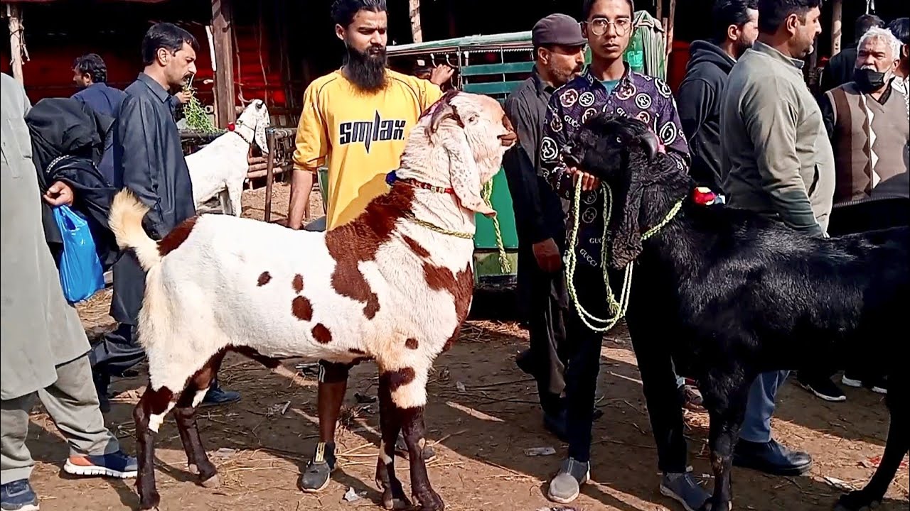 Lahore Mandi update Amritsari bakra Mundra chatrie kurbani 2026 desi bakre Sajjad Lahori shoq