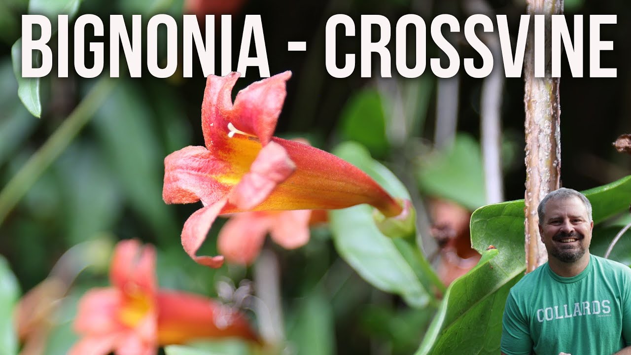 Crossvine - Bignonia capreolata