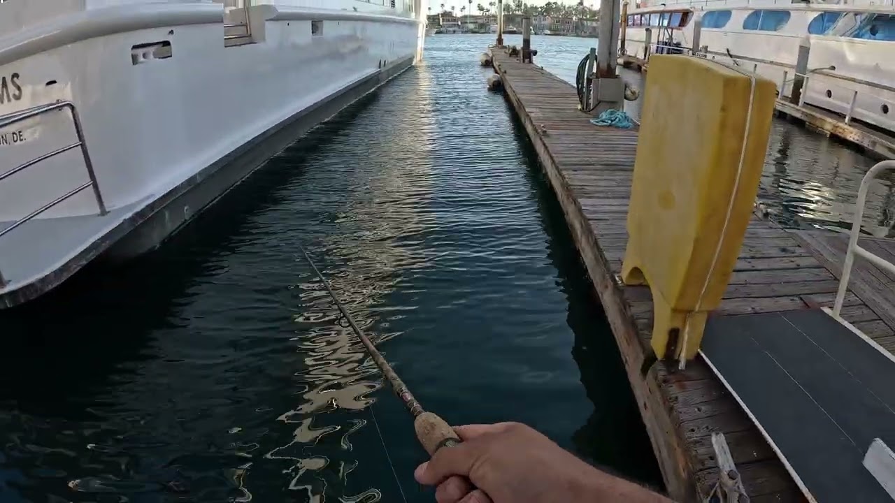 4 DIFFRENT FISH CAUGHT  (NEW SPECIES UNLOCKED)NEWPORT HARBOR