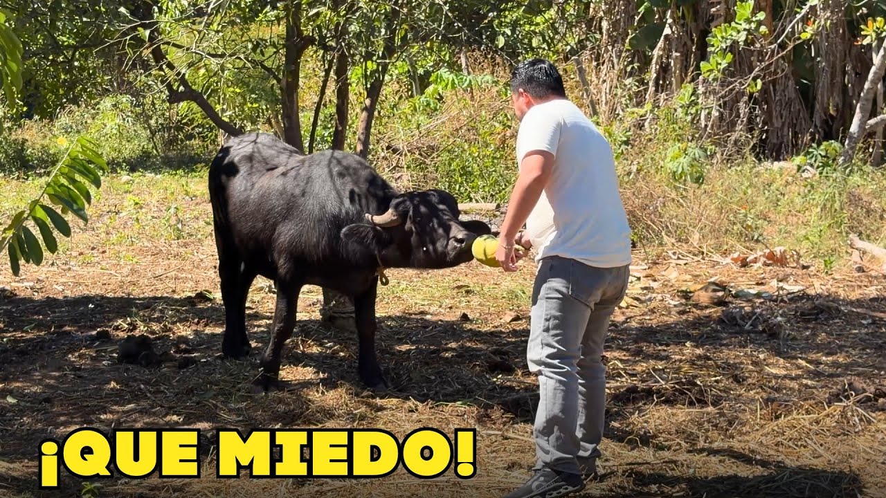 ENCONTRAMOS BUFALOS DE AGUA en SAN MIGUEL | ¿ Son territoriales?