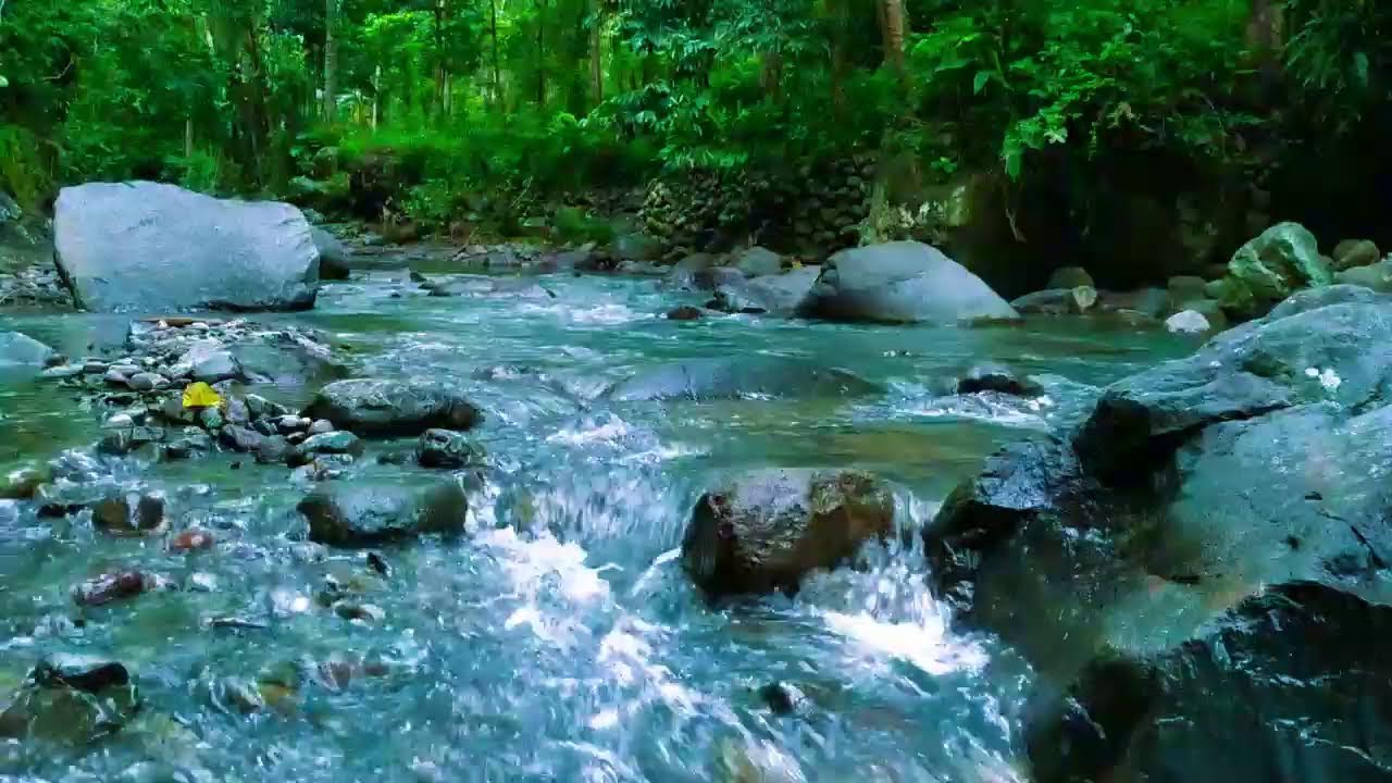 Relax in Beautiful Forest, Peaceful Forest Stream - Nature Sounds, Forest Ambience