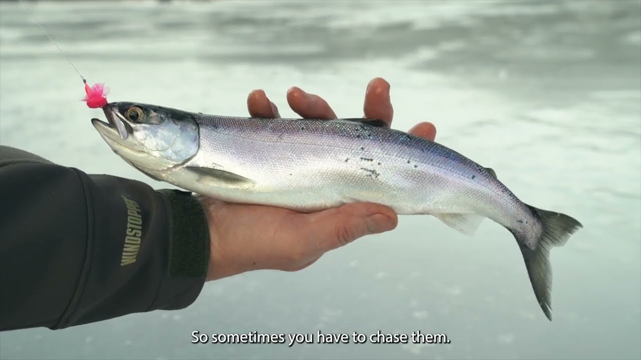 Ice-fishing tips: Techniques for catching kokanee