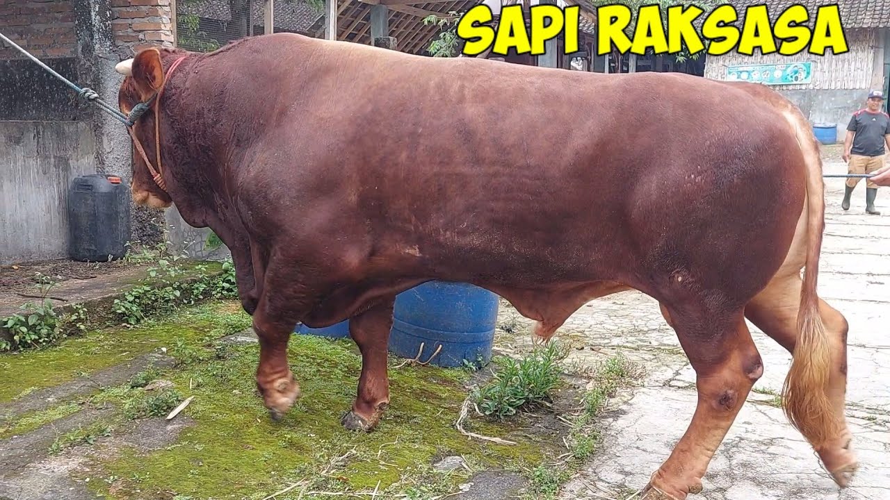 SAPI RAKSASA NGAMUK KELUAR KANDANG BR FARM ‼️
